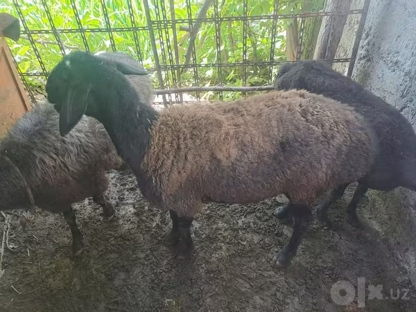 Qoyunlar (partiya, cinsi göstərilməyib), Blackheaded Persian sheep
