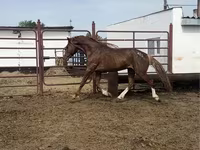 Caballo, Arabian horse — foto 4