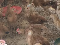 Chickens — फ़ोटो 4
