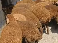Ram, Sheep — photo 1