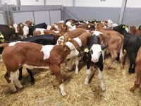 Сиыр, Simmental cattle — 1-сурет