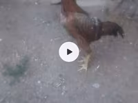 Chickens — foto 2