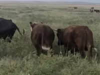 Cow, Cattle — photo 4