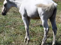Mare, Quarter Horse — photo 3
