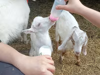 公山羊, Nubian Goat — 照片 3