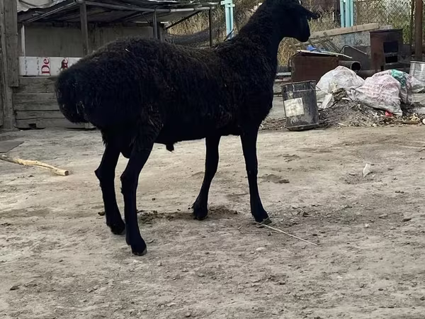 Qoç, Hissar sheep