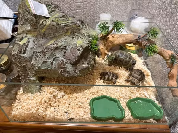 Şüşə terrarium – quru iqlimdə yaşayan kiçik sürünənlər üçün tam hazır