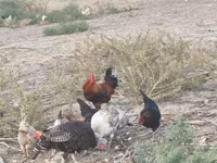 Chickens — foto 2