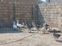 Geese — الصورة 2