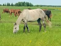 فرس, Arabian horse — الصورة 2