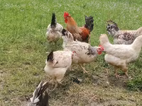 Chickens — 3-сурет