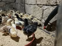 Chickens — foto 2