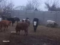 सांड, मवेशी — फ़ोटो 2