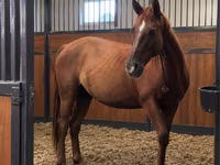 Madyan, Thoroughbred horse — foto 1