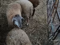 Ovejas (lote, sexo no especificado), Ovejas — foto 4
