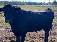 Toro, Aberdeen-Angus — foto 1