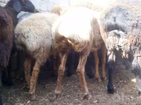 Qoç, Qoyunlar — foto 3
