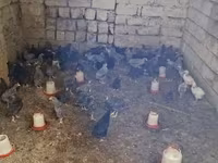 Chickens — 照片 4