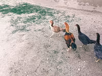 Chickens — 5-сурет