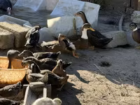Ducks — 1-сурет