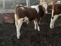 ثور, Simmental cattle — الصورة 8