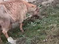 Goats (batch, sex not specified), Saanen goat — photo 4