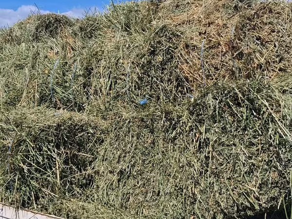 Balot de lucernă