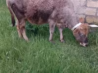 İnək, Azərbaycan zebu — foto 7