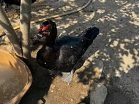 Ducks — 8-сурет