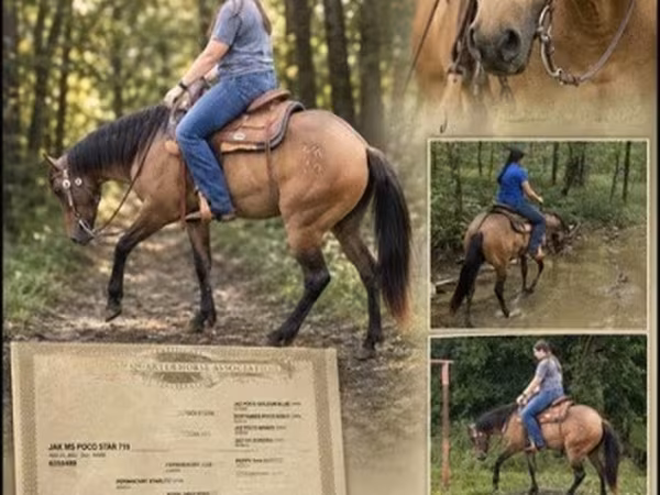 母马, Quarter Horse