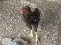 Chickens — الصورة 1