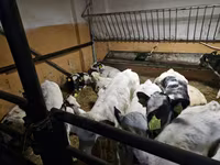 Bulle, Russian Black pied cattle — Foto 2