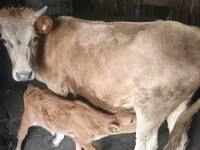 Cow, Cattle — photo 1
