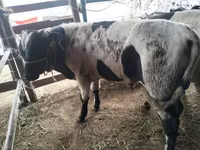 Bulle, Swiss cattle — Foto 3