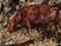 Toro, Ganado vacuno — foto 4