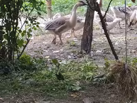 कुबान — फ़ोटो 1