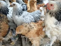 Brahma — Foto 2