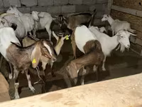 Ziege, Saanen goat — Foto 3