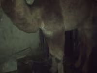 جمل, Kazakh Bactrian camel — الصورة 3