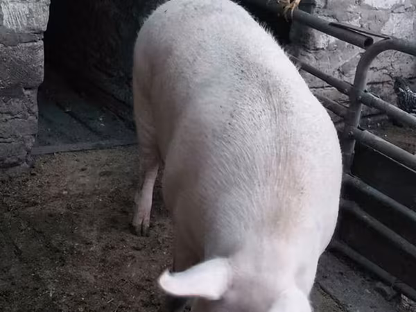 Eber, Schweine