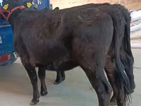 Cow, Aberdeen-Angus — photo 4