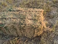 Yonca balyası - Məhsul: Yonca (Medicago sativa) – sahədən presslənmiş — Foto 1