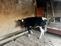 गाय, Russian Black pied cattle — फ़ोटो 1