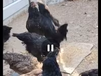 Australorp — foto 1