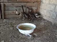 Ducks — Foto 4