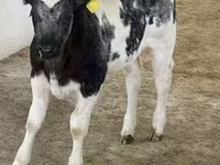 Toro, Russian Black pied cattle — foto 1