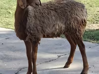 公羊, Sheep — 照片 2