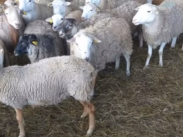 Баран, Katum sheep