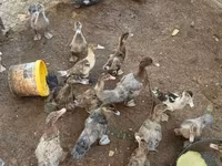 pato criollo doméstico — foto 4