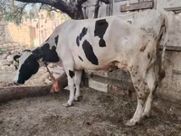 Sigir, Gollandiyalik zot — 5-rasm